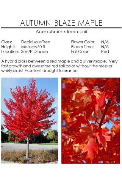 Клен красный Отам Блейз