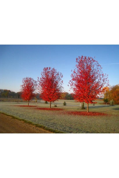 Клен красный Атам Блейз дерева