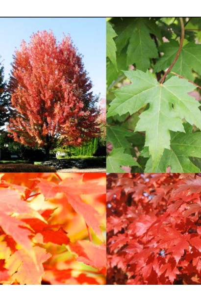 Acer freemanii Autumn Blaze