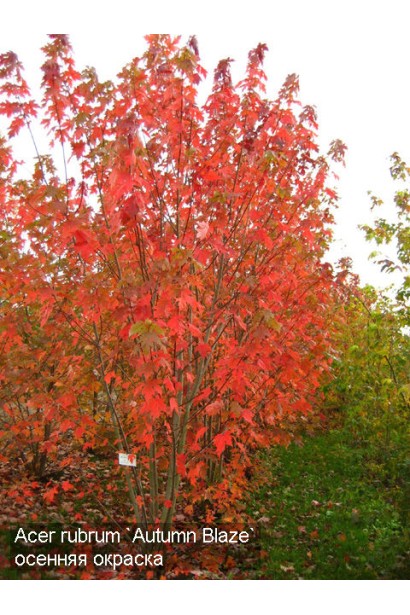 Acer rubrum Autumn Blaze