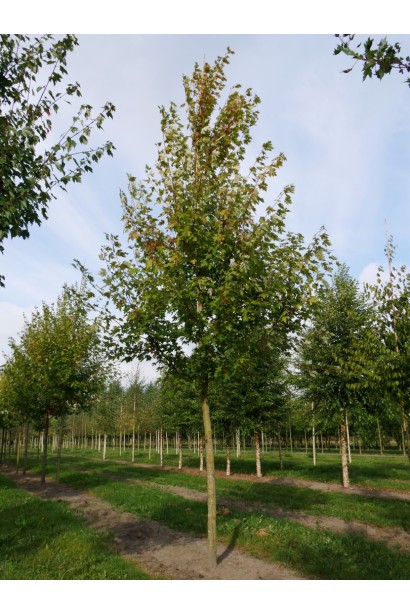 Клен Autumn Blaze