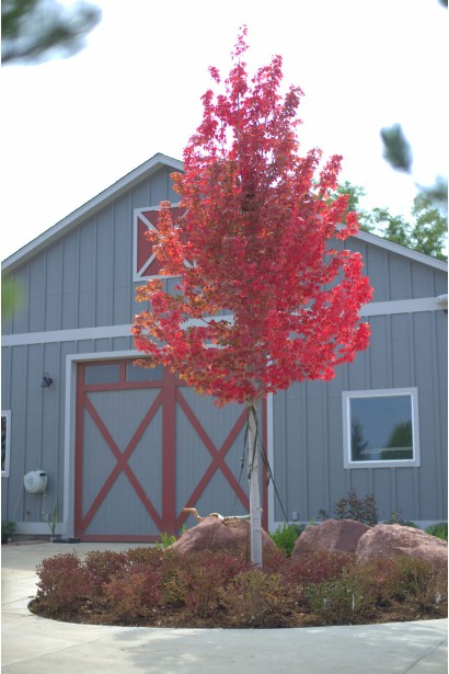 Клен Фримана Отам Блейз в ландшафте