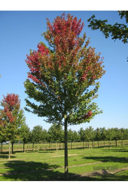 Клен Фримана Отам Блейз изменение окраски листьев