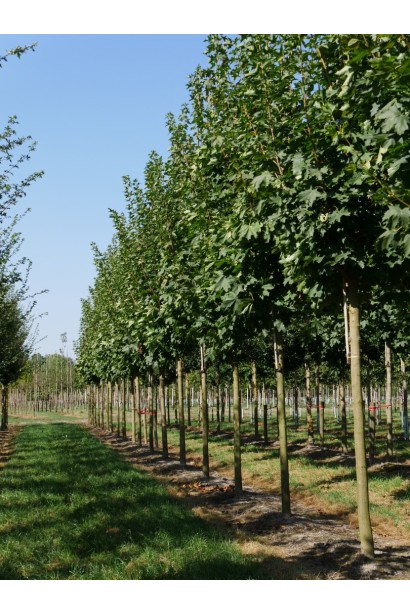 Клен Отам Блейз насаждение деревьев