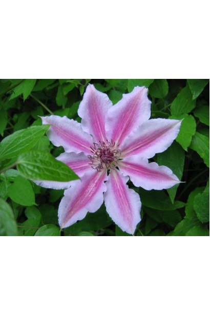 Ломиніс Неллі Мозер  зіркоподібна велика квітка