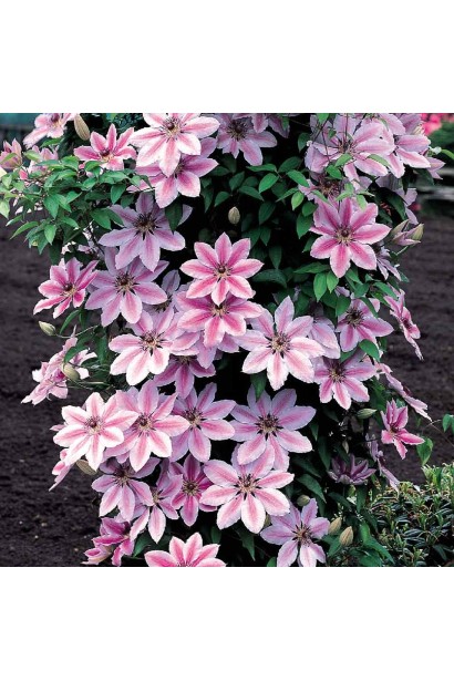 Ломиніс / Клематіс Неллі Мозер