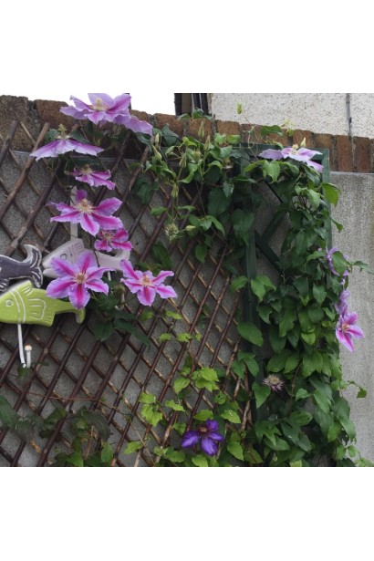 Ломиніс Неллі Мозер на паркані