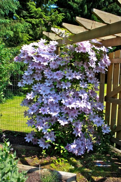 Ломиніс Неллі Мозер витка квітуча рослина