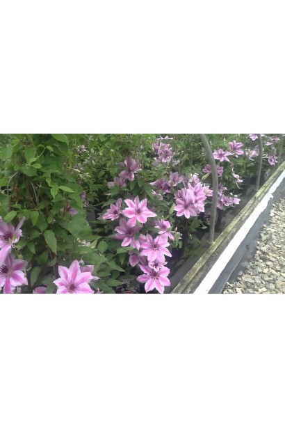 Ломиніс Nelly Moser