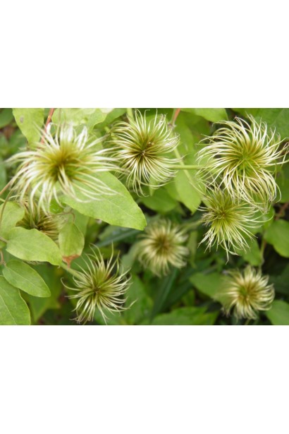 Ломиніс Неллі Мозер початок розпускання квітів