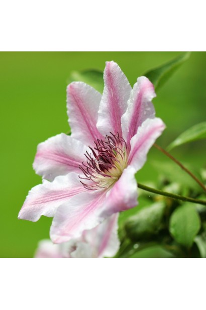 Clematis Nelly Moser