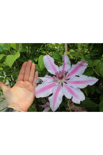 Ломиніс Неллі Мозер порівняння квітки з долонею дорослої людини