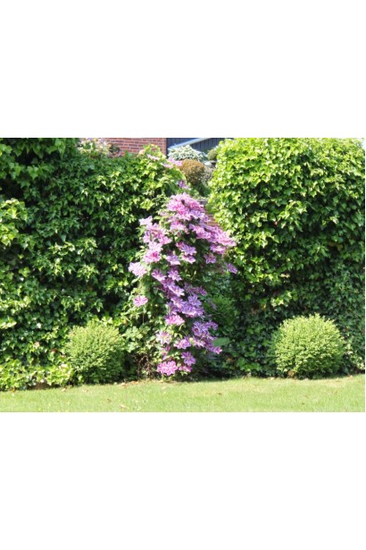 Клематіс Неллі Мозер в ландшафті