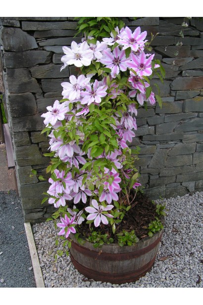 Ломиніс Неллі Мозер в кашпо