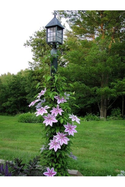 Клематіс Nelly Moser на вуличному ліхтарі