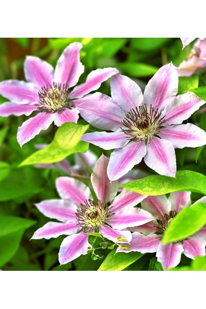 Ломиніс Неллі Мозер біло-рожеві квіти з ліловою повздовжньою смужкою