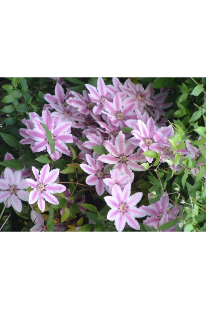 Рожевий клематіс Неллі Мозер