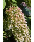 Гортензия дуболистная Сноуфлейк | Гортензія дуболиста Сноуфлейк | Hydrangea quercifolia Snowflake
