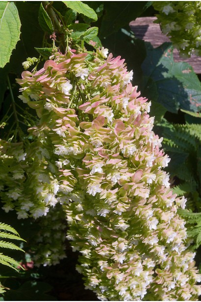 Гортензия Сноуфлейк конусообразные соцветия