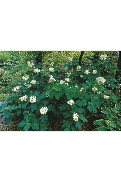 Гортензия дуболистая Сноуфлейк куст