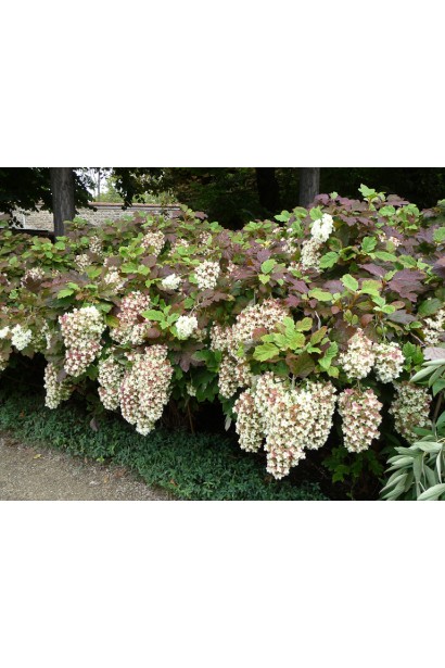 Гортензия Сноуфлейк обильное цветение