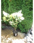 Гортензия дуболистная Сноуфлейк | Гортензія дуболиста Сноуфлейк | Hydrangea quercifolia Snowflake