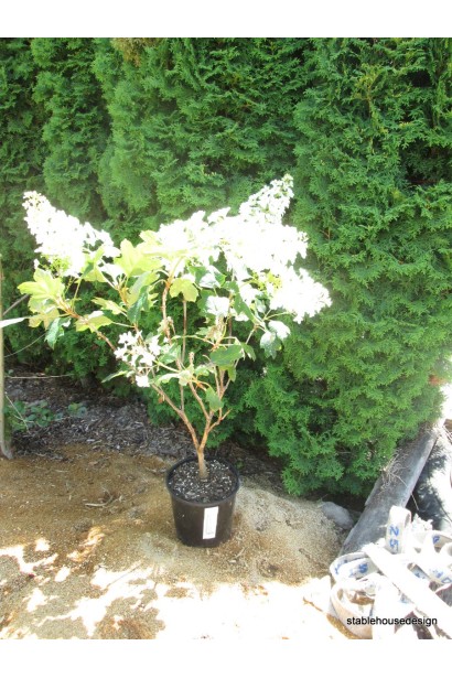 Гортензия дуболистая Сноуфлейк в горшке