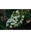 Гортензія дуболиста Сноуфлейк | Hydrangea quercifolia Snowflake | Гортензия дуболистная Сноуфлейк