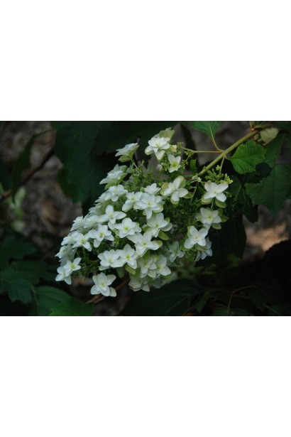 Гортензия Snowflake цветы