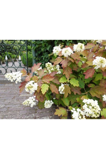 Гортензия дуболистая Сноуфлейк осенью