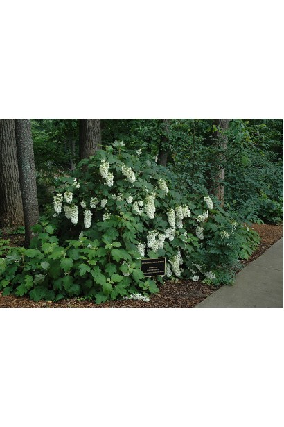 Гортензия дуболистая Сноуфлейк в ландшафте