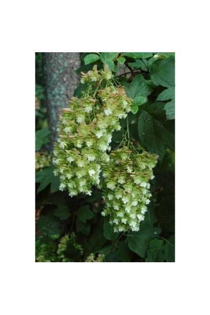 Hydrangea quercifolia Snowflake