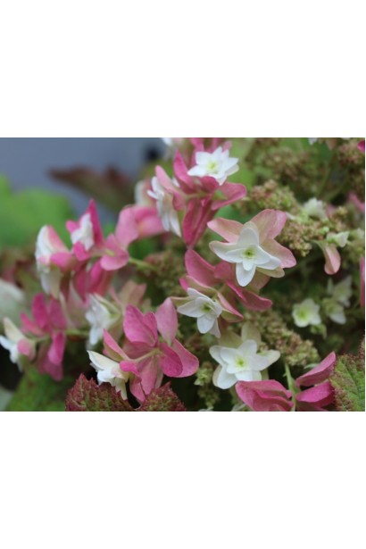 Гортензия Сноуфлейк розовые оттенки