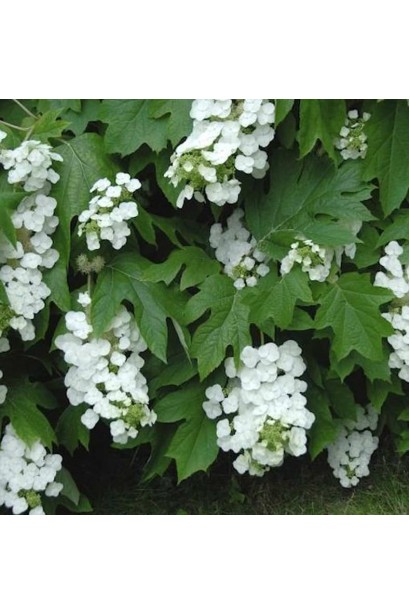 Гортензия дуболистая Сноуфлейк 