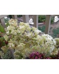 Гортензія дуболиста Сноуфлейк | Hydrangea quercifolia Snowflake | Гортензия дуболистная Сноуфлейк