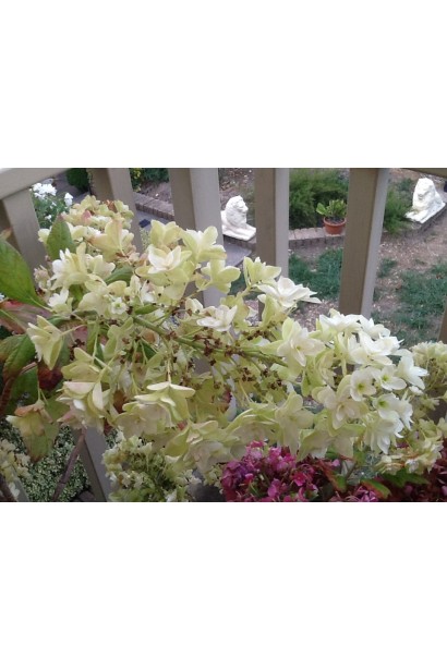 Белая гортензия