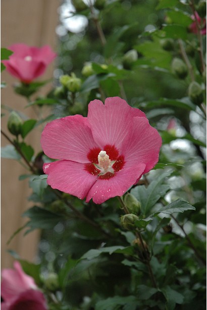 Hibiscus Woodbridge
