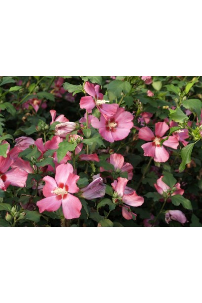 Гібіскус Вудбрідж малиновий