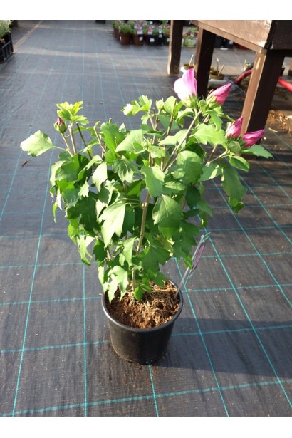 Гібіскус Вудбрідж в контейнері 5 л