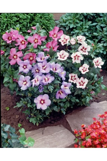 Гібіскус Вудбрідж в ландшафті