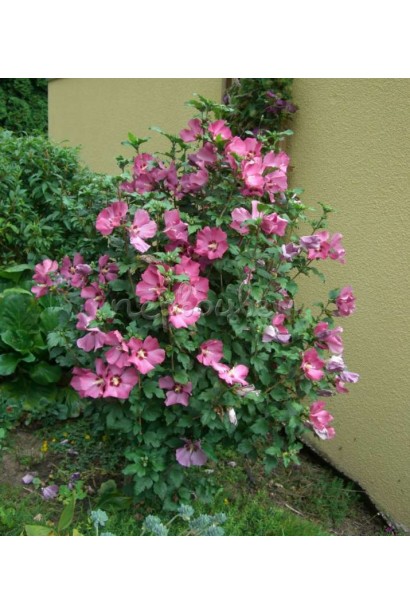 Hibiscus syriacus Woodbridge