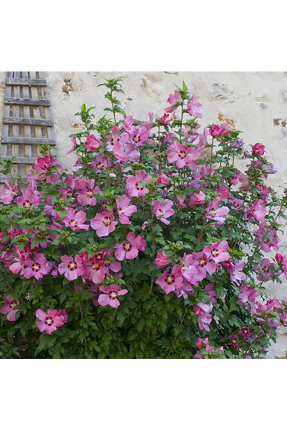 Гібіскус Woodbridge 