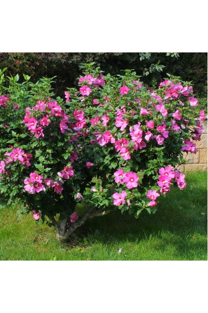 Гібіскус сирійський Вудбрідж кущ в саду