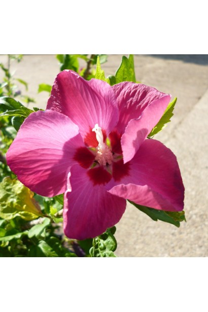 Гібіскус Вудбрейдж квітка