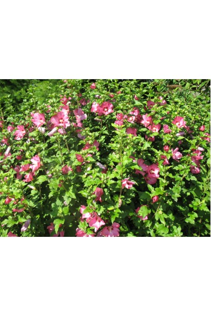 Гібіскус сирійський Вудбрідж