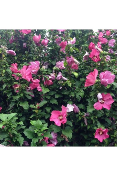 Рожевий гібіскус