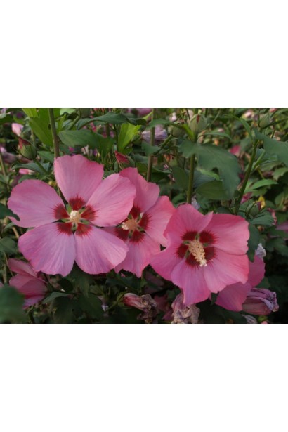 Гібіскус сирійський Вудбрідж рожеві квіти