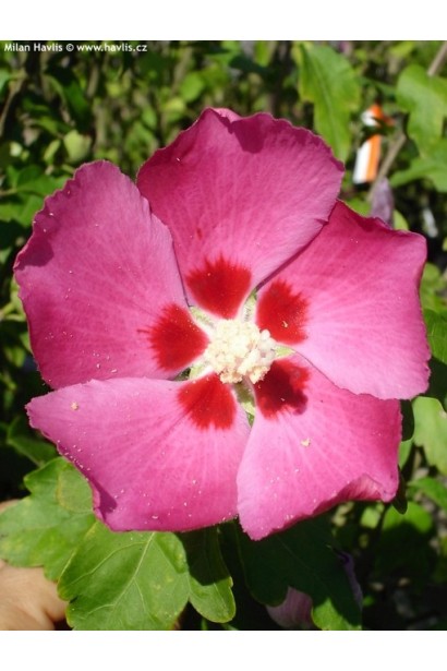 Гібіскус Вудбрідж малинові квіти