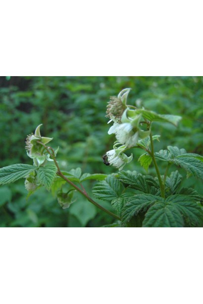 Малина Жовтий Гігант білі квіти