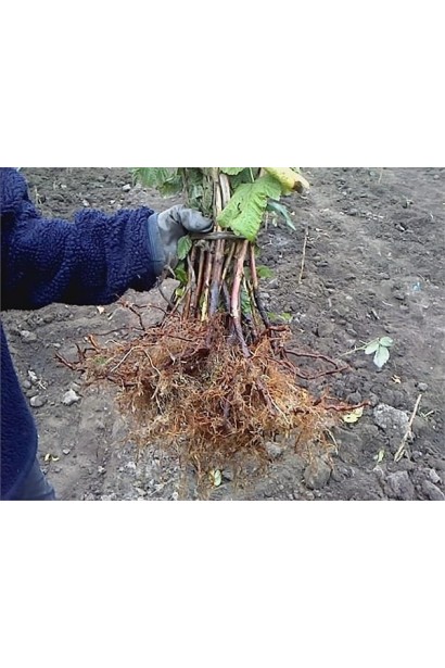 Малина ремонтантна Жовтий Гігант саджанці з голим коренем